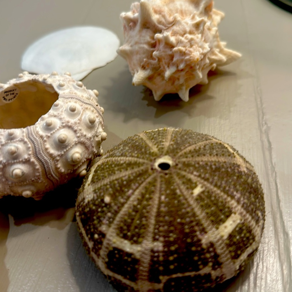 Decorative Seashells - Picture 6 of 11